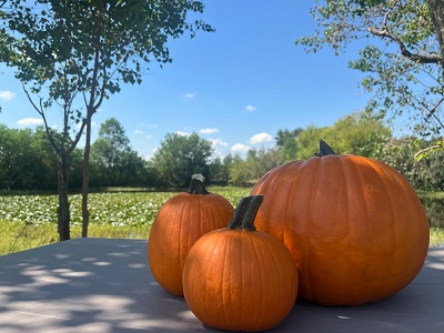 pumpkin